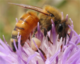 Дикие пчелы против домашних