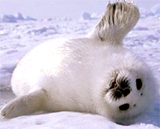 Из-за глобального потепления арктические тюлени полны ртути